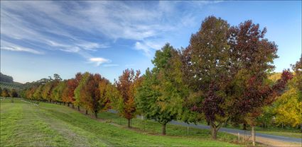 Colours of Autumn - Stanley - VIC T (PBH4 00 13490)